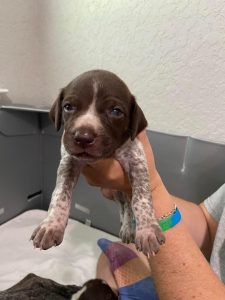 Pink-Girl-Houston_1